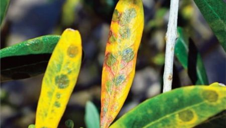 Bursa Mudanya’da zeytin üreticilerine ‘halkalı leke’ uyarısı