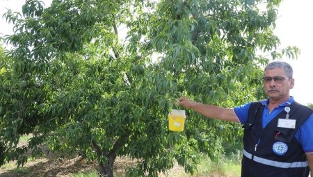 Narenciye ihracatına Muğla Büyükşehir desteği