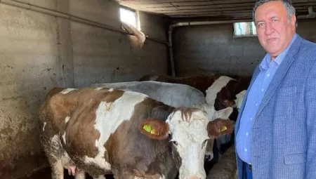 CHP’li vekil Gürer: Ağustos’ta süt krizi yaşanmasın!