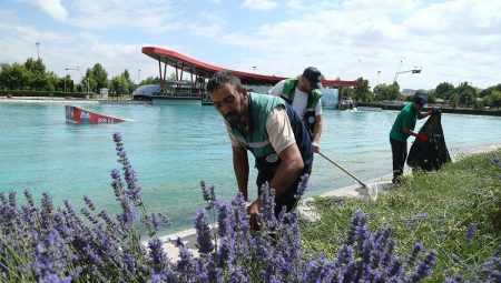 Kayseri’de 160 bin lavantanın hasadına başladı