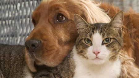 Kimliklendirilen ev hayvanı sayısı İzmir’de 212.200’e ulaştı