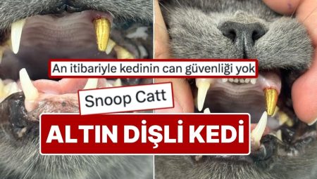Zonguldak’ta Dişi Kırılan Kediye Altın Diş Takıldı