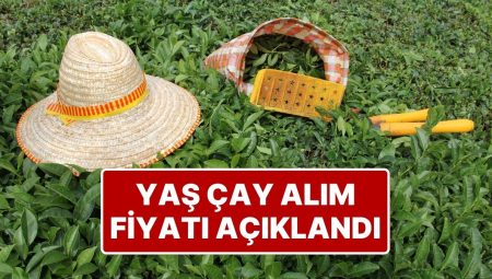 Yaş Çay Alım Fiyatı Beli Oldu: Tarım Bakanlığı Yaş Çay Alım Fiyatını Açıkladı