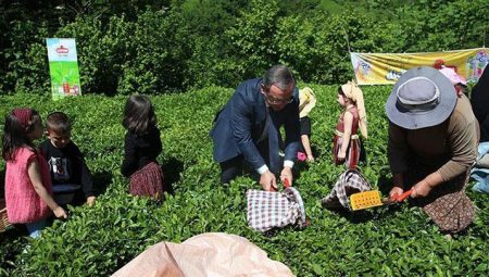 Artvin’de klasik çay hasadı aktifliği düzenlendi – Düzgün Haber