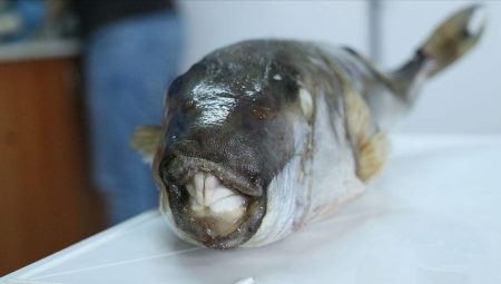 Balon balığı avcılığına yönelik destekleme fiyatı artırıldı – Düzgün Haber