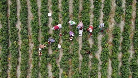 Çiftçilere takviye ödemesi bugün yapılacak – Düzgün Haber