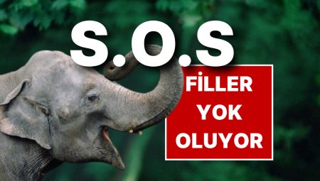 Fillerini Kaybeden Bangladeş Türkiye’den Yardım İstedi
