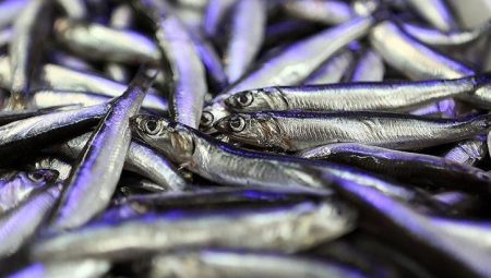 Hamsi ihracatından 4 ayda 4,7 milyon dolar çıkar – Düzgün Haber