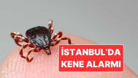 İstanbul’da Kene Alarmı: Son 3 Ayda 6 Bin 165 Olay Tespit Edildi