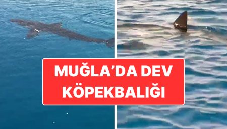 Muğla’da Köpekbalığı Heyecanı: Tekne Çeşidi Yapan Turistler Kaydetti