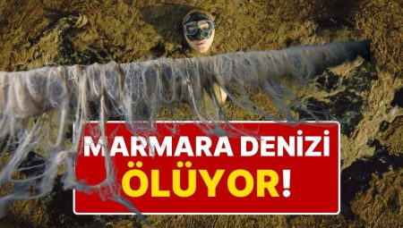 Şahika Ercümen Marmara Denizi’ne Daldı, Müsilaj Felaketi Ortaya Çıktı: “Felaket Boyutunda Bir Durum Var”
