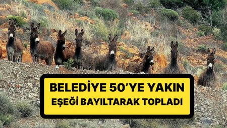 Valilik Harekete Geçti: Belediye, 50’ye Yakın Eşeği Bayıltarak Topladı