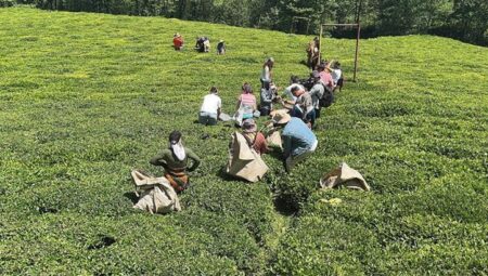Giresun’da yeni sürgün çay hasadı aktifliği yapıldı – Düzgün Haber