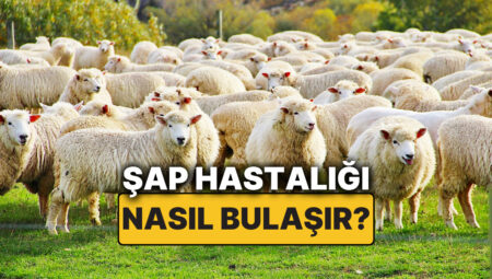 Şap Hastalığı Nedir? Şap Hastalığının Belirtileri Nelerdir, Nasıl Bulaşır? Şap Hastalığı Beşere Bulaşır mı?