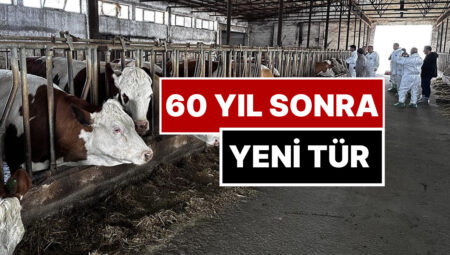 Bakan’dan Huzursuz Eden Açıklama: “Şap Hastalığının Yeni Tipi 60 Sene Sonra Birinci Defa Görüldü”