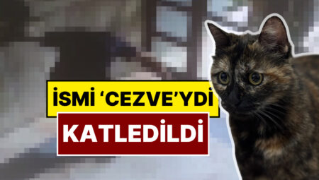 Başakşehir’de Cezve İsimli Kedi Öldürüldü: X Kullanıcıları Yaşananlara İsyan Etti!