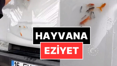 Eziyet Akımı! Araç Kaputuna Canlı Balık Koyup Görüntü Çektiler