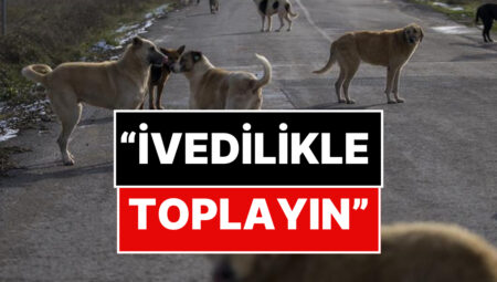 İstanbul Valiliği’nden Sokak Hayvanları Hakkında Karar
