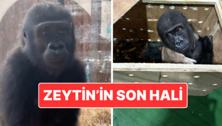 Kaçak Yollarla Tayland’a Götürülmek İstenmişti: Zeytin İsmi Verilen Goril Nijerya’ya Geri Gönderilecek