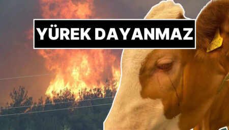 Kahreden İmaj: Orman Yangınından Kurtarılan İneğin Gözyaşları