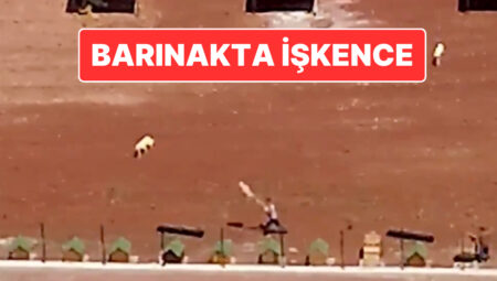 Kars Belediyesi’ne İlişkin Barınakta Köpeklere İşkence: Belediye Başkanı Ötüken Şenger’den Açıklama Geldi