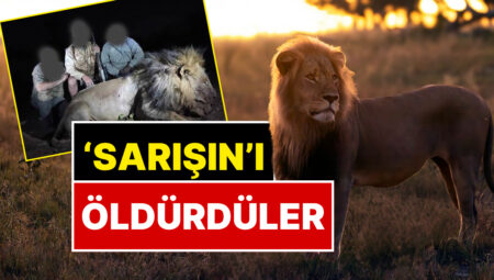 Ünü Hudutları Aşmıştı! ‘Sarışın’ Aslan 1.8 Milyon TL Ödeyen Avcılar Tarafından Öldürüldü